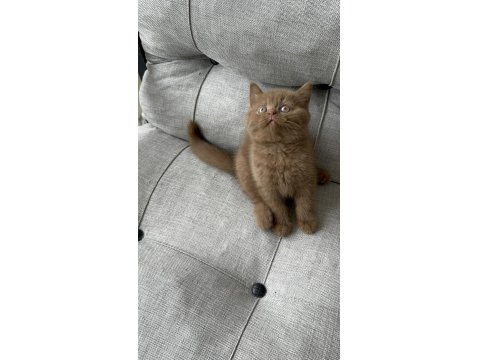 Cinnemon Fawn British Shorthair