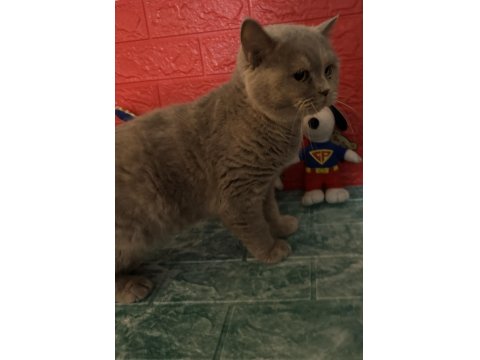 British Shorthair Kedimi Sahiplendiriyorum