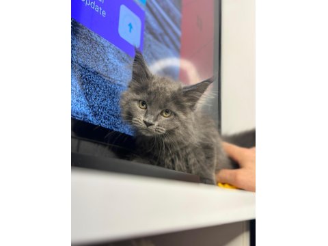 Maıne Coon Yavrumuz