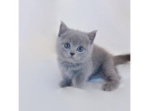 Sevimli British Shorthair Yavruları