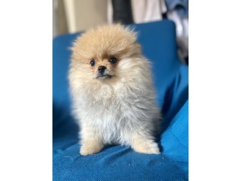 Mini Boy Pomeranian Boo Kızım
