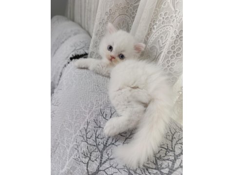 Irk Garantili British Bebeklerim