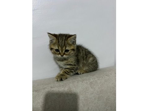 British Shorthair Erkek Yavru