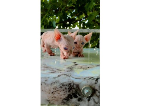 Sfenks Pink And Blue Yavrular