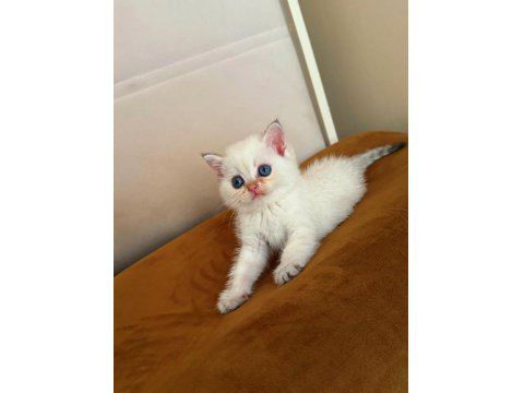 Safkan British Shorthair Golden Point Yavrular