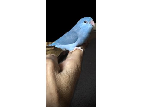 Elle Beslemeye Uygun Forpus Yavrular