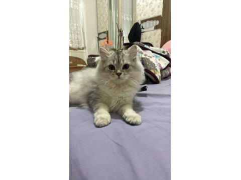 British Ahiretliklerim