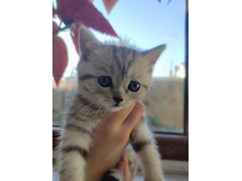 Sevimli Minik British Shorthair Yavrularımız