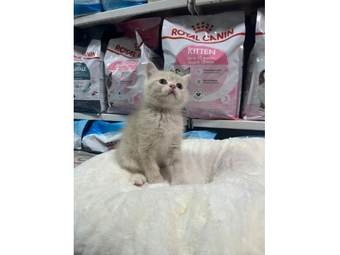 Irkının En İyi Örneklerinden British Yavrularımız Yuvaya Hazır