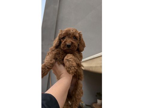 Red Brown Toy Poodle