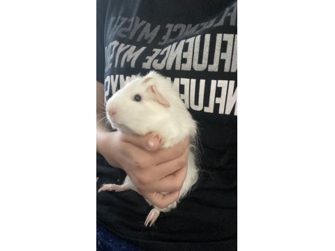 Guinea Pig.2-3 Aylık