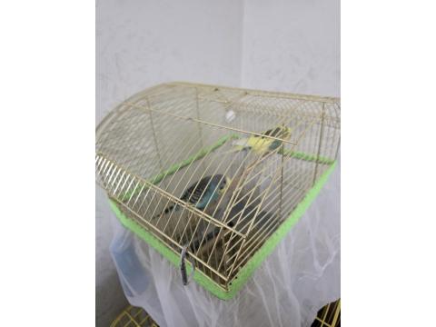 Uysal Eşli Muhabbet Kuşu