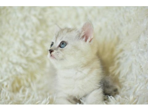 Muhteşem Tatlı Silver British Shorthair
