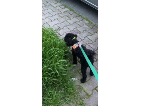 Safkan Toy Poodle Aşıları Tam Sahiplendirilecek