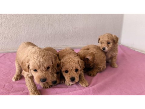 Maltipoo Bebek Köpekler