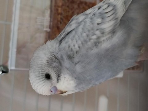 Yeni Yeme Düşmüş Yavru Muhabbet Kuşu Yeni Yuva Aranıyor