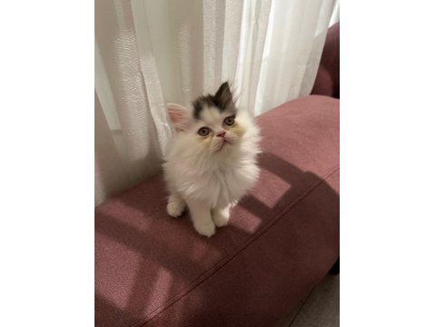 İran Kedisi Yavrularımız Yeni Yuvalarını Arıyor