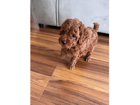 A Kalite Toy Poodle Yeni Ailesini Bekliyor