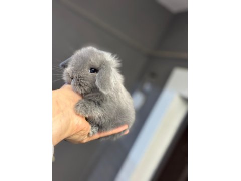 Safkan Evcil Yavru Tavşanlar Her Yere Gönderilir