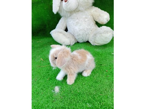 Hollanda Teddy Lop Yavru Tavşanlar
