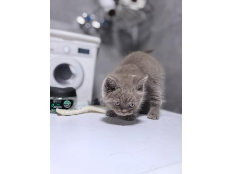 Ruhsatlı İşletmeden Scottish Ve British