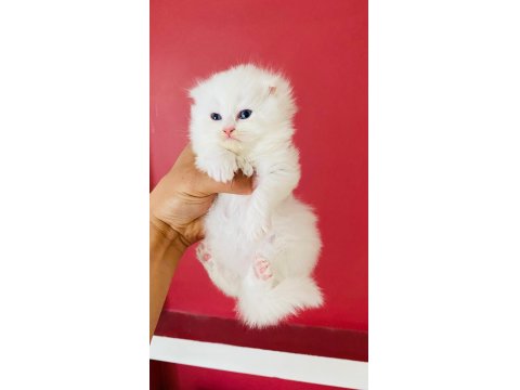 Beyaz British Longhair Pamuk Prenseslerim
