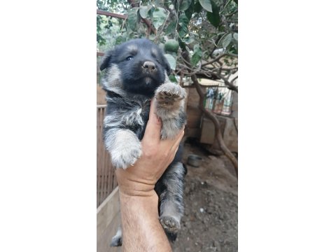 Alman Kurdu Yavrularımız