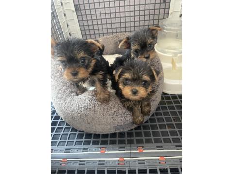 Teslime Hazır Safkan Yorkshire Terrier Irkının En Güzelleri