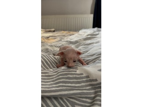 Safkan Kanada Sfenksi Yavruları