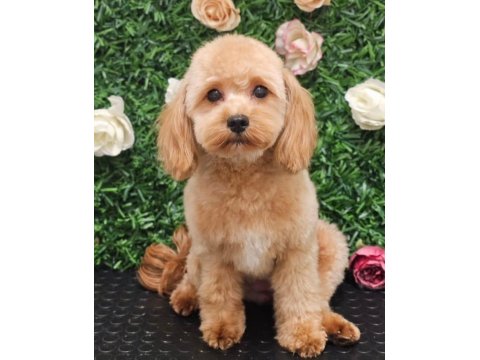 Maltipoo Bizimle Tanışmadan Karar Vermeyin