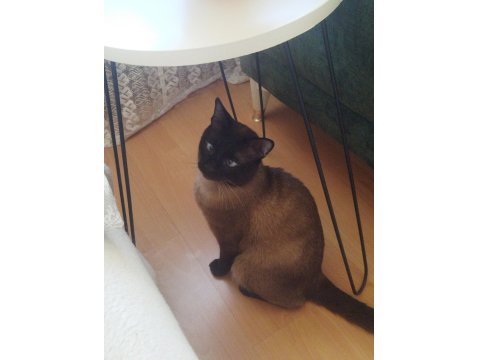 Siyam Cinsi 3 Yaşında Erkek