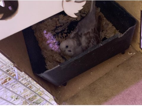 Çift Muhabbet Kuşu (Uygun Fiyat)