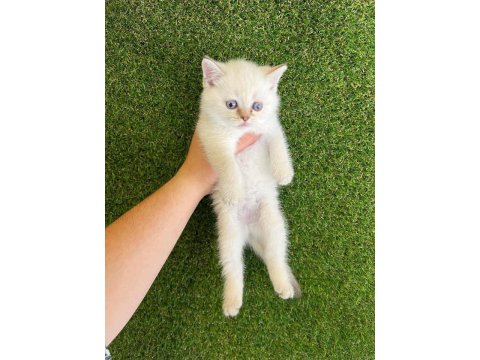 İşletmeden Evraklı Safkan British Shorthair Bebekler
