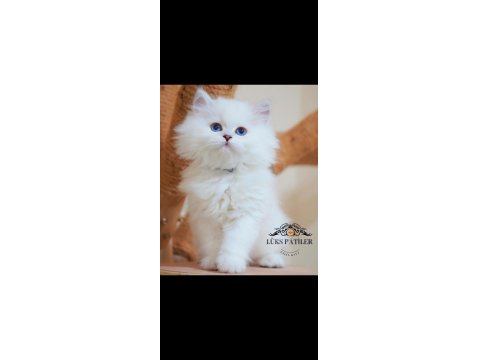 Masalsı Güzellikte Silver British Longhair