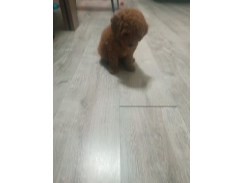 Erkek Poodle 2 Aylık
