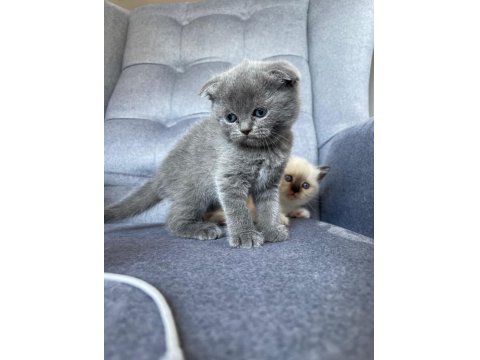 Scottish Fold Gri Yavru Kedimiz