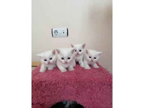 Yeni British Yavrularımız Rezerveli İlanda