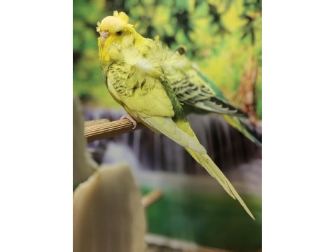 Ücretsiz Sahiplendirme Japones Ev Üretimi 2025 Doğumlu Muhabbet Kuşu