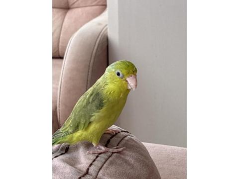 Dişi Yaşında Forpus Papağanı