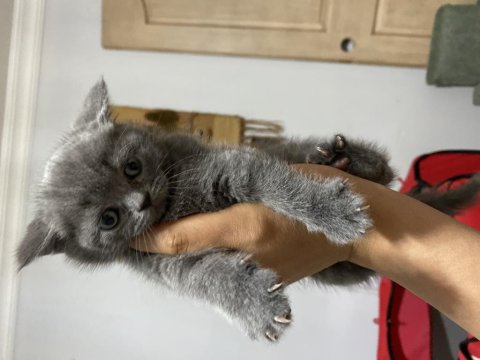 Güzel British Shorthair Bebeklerim