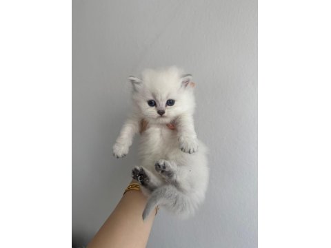 A+++ Kalitede Özenle Bakılan Yavru Kedilerimiz