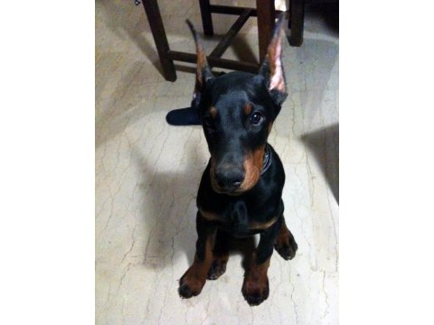 Sağlık Ve Irk Garantili Dobermanlar