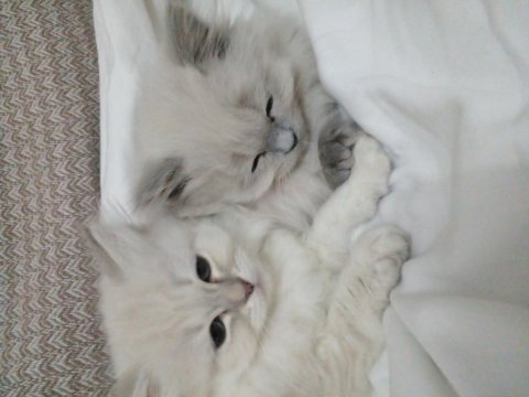 Safkan British Kediler Göz Bebeklerimiz