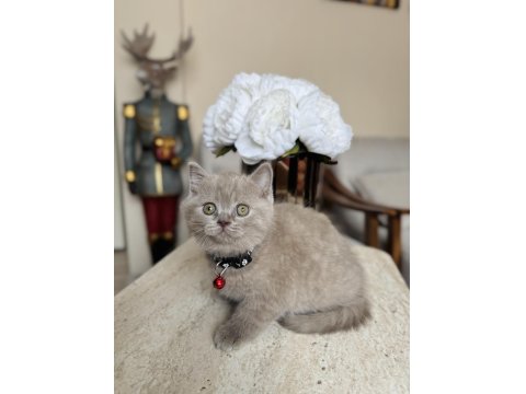 British Shorthair Lilac Yavru