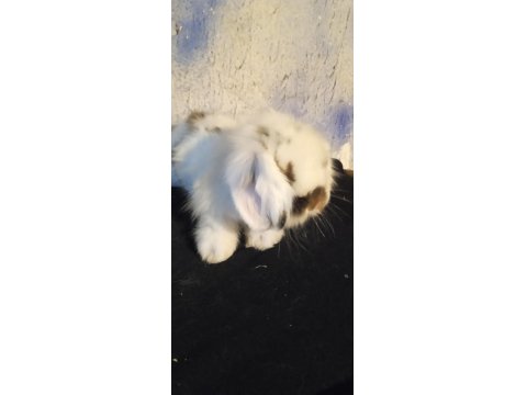 Orjinal Safkan Teddy Lop Yavru Tavşanlar