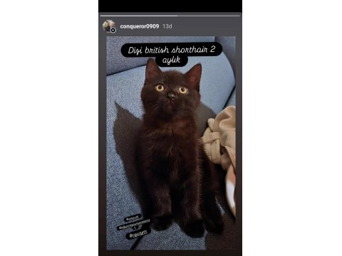 British Shorthair İzmir Ücretsiz