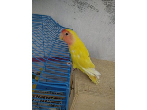 Hazır Eş Mutasyon Sevda Papağanı Takım