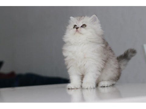 Full Şecereli Babadan Teslime Hazır British Longhair Dişi
