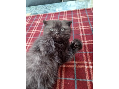 Scottish Fold Yavru Kedimiz