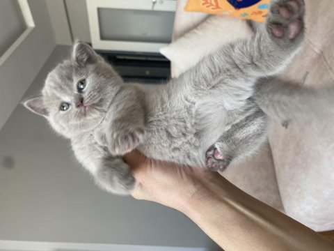 Saf Kan Lilac British Shorthair Bebeklerim